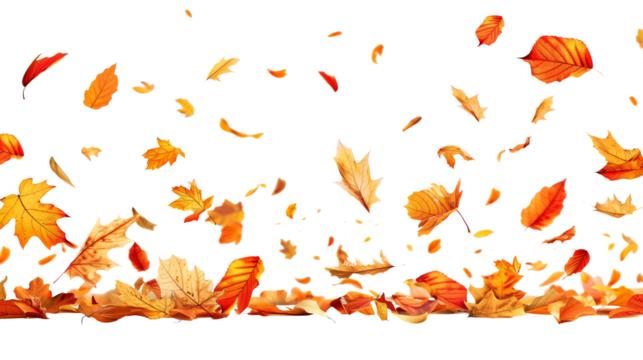 Autumn leaves falling from top to bottom on transparent background. Autumn background for your design