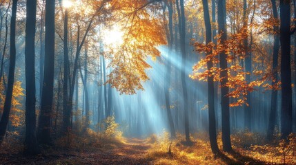 Obraz premium Autumn forest path sunlight