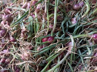 Freshly harvested shallots, with the leaves and roots still attached, are tied into large bundles to make them easy to carry and hang up for drying.