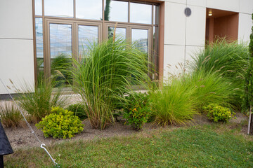 Tall green Miscanthus plants in landscaped yard. Ornamental grasses and shrubs near modern building facade. Urban landscape design. Gardening and urban landscaping