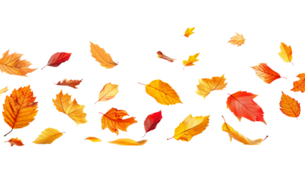 Autumn leaves falling from top to bottom on transparent background. Autumn background for your design