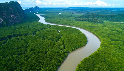 Lush river winding through a dense mangrove forest