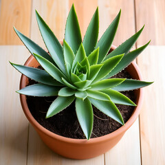 Fototapeta premium aloe vera with roots in ground repot to bigger clay pot indoors. care of plants. planting succulent on wooden background. gardening concept. repotting plant