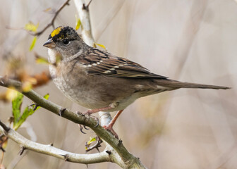 Golden-crowned sparrow perched on a branch during springtime in a natural habitat