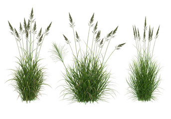 Three green grass plants with seed heads swaying gently, isolated on transparent background