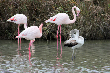 Flamants adulte et un tout jeune