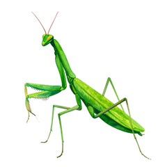 Vibrant green praying mantis