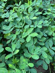 Healthy Peanut Plant with Green Leaves | Mungfali Plant Growth and Farming