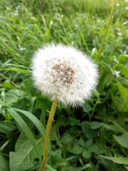 dandelion on green background