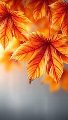 Vibrant Autumn Maple Leaves Glowing Brightly Against a Soft Neutral Gray Canvas Background