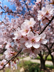 Fototapeta premium Cherry blossoms, known as sakura in Japanese, are the delicate, pink or white flowers of trees belonging to the Prunus genus, particularly the subgenus Cerasus.