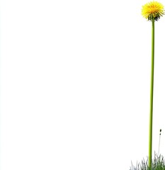 Obraz premium Single dandelion flower, tall stem, white background