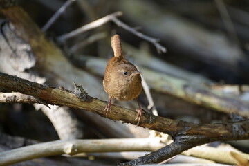 wren Troglodytes troglodytes