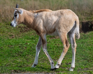 Young antelope walking across a grassy field in late afternoon light, showcasing its slender form and gentle demeanor