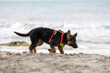 German Shepherd puppy running and playing on the beach.