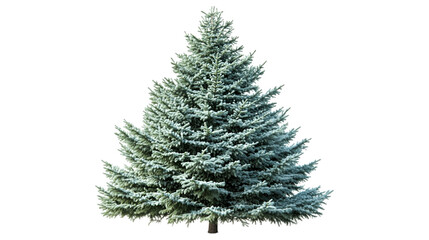 Obraz premium Green Pinaceae Needled Tree on Transparent Background PNG