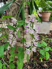 Orchid flower is a flowering plant that has many colors and varieties. It has aerial roots and flowers in clusters. It is popularly used as an ornamental plant.