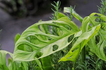 Obraz premium Bright Green Monstera Foliage in a Garden Setting With Vivid Details