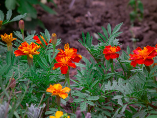 Vibrant orange and yellow marigold flowers in a garden.