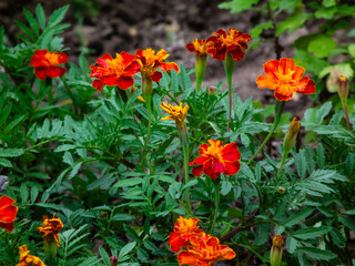 Vibrant orange and yellow marigold flowers in a garden.