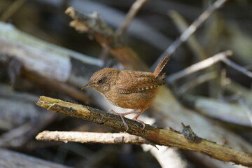 wren Troglodytes troglodytes