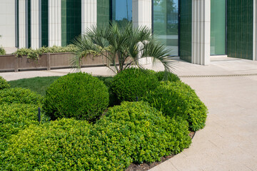 Greening of urban environment. Palm and Buxus sempervirens bushes in sunny yard. Decorative landscaped garden with trimmed shrubs and palm tree. Urban courtyard design.