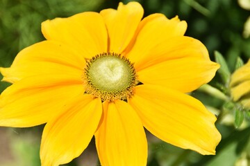 A bright yellow flower is blossoming outdoor in sunny summer day.