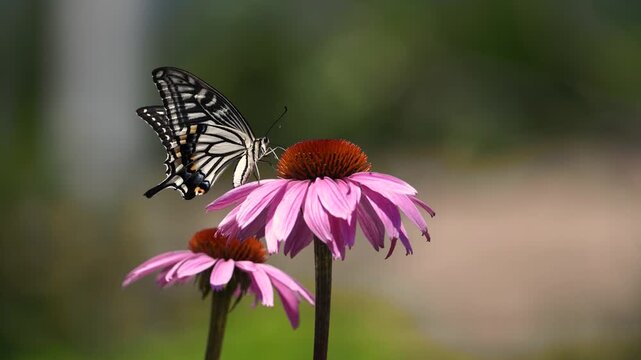Butterfly on Purple Coneflower Flower, Nature, Insect, Pollination, Summer