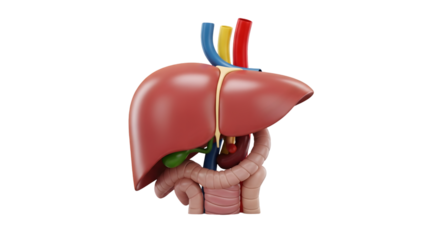 Anatomical illustration of the human liver and associated organs, isolated on transparent background
