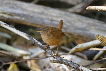 wren Troglodytes troglodytes