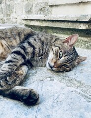 cat lying on the floor