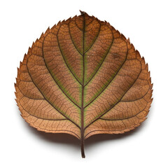 close up of a leaf