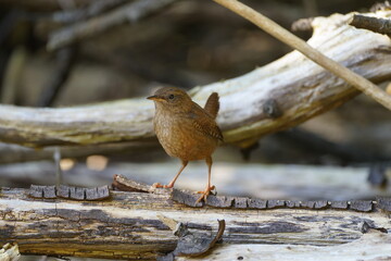 wren Troglodytes troglodytes