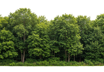 A dense row of green trees and foliage isolated on transparent background