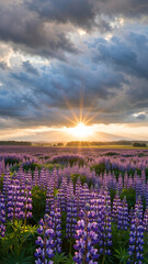 Obraz premium Lavender fields bloom under a stunning sunset sky in a tranquil landscape