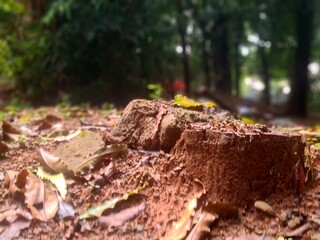 Fototapeta premium Cut tree stump on wet soil after rain