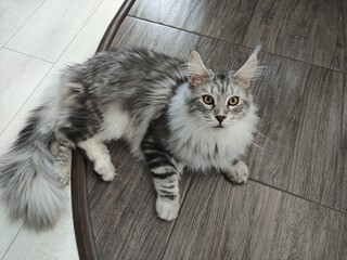 Big beautiful Maine Coon cat is lying on the floor