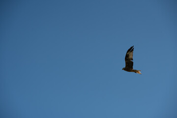 Greifvogel im Flug vor klarem Himmel
