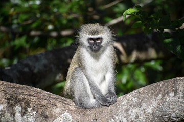 Vervet monkeys waiting on a large branch