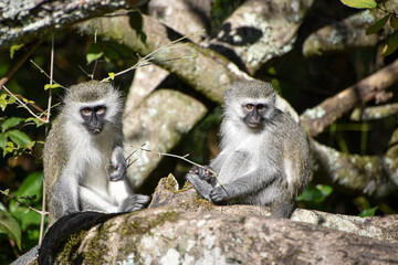 Two Vervet monkeys together on a large branch