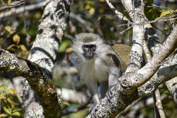 Surprised Vervet monkeys waiting on a large branch