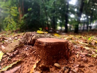 Cut tree stump on wet soil after rain