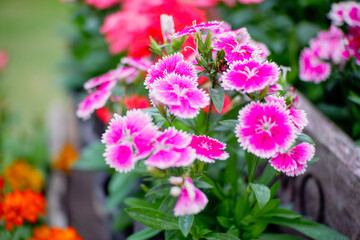 pink flowers in a garden