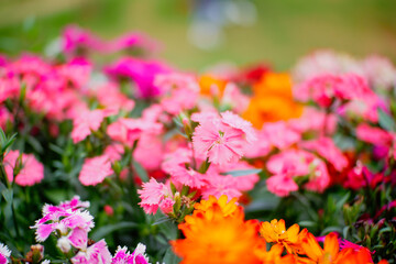 Obraz premium pink cosmos flowers
