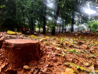 Cut tree stump on wet soil after rain