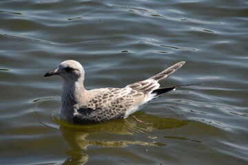 A cute young gull is swimming in water in nature in sunny summer day.