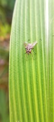 A fly (Musca domestica) landed on a weed leaf
