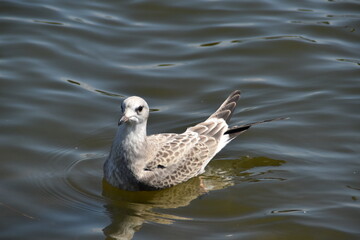 A cute young gull is swimming in water in nature in sunny summer day.