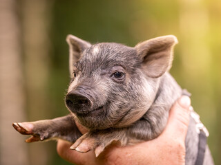 Small piglets mini-pigs in the hands of the owner. Colorful piglets © dewessa