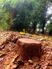 Cut tree stump on wet soil after rain